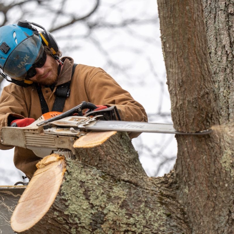 Aborist cutting down tree with chainsaw